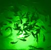 Green Mega-Watt Underwater LED Lighting System